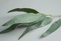 Green eucalyptus branch close up isolated on gray background Royalty Free Stock Photo