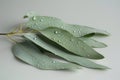 Green eucalyptus branch close up isolated on gray background Royalty Free Stock Photo