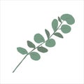 Green eucalyptus branch, silver dollar eucalyptus plant, decorative element, hand drawn vector illustration isolated Royalty Free Stock Photo