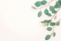 Green eucalyptus branches herbs, leaves,  plants frame border on pastel color  background top view Royalty Free Stock Photo