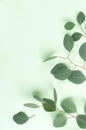 Green eucalyptus branches herbs, leaves,  plants frame border on pastel color  background top view Royalty Free Stock Photo