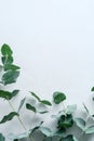 Green eucalyptus branches on marble stone desk table. Frame made of eucalyptus leaves. Wedding invitation design