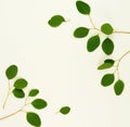 Green eucalyptus branches on a white background.abstract. Royalty Free Stock Photo