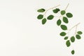 Green eucalyptus branches on a white background.abstract. Royalty Free Stock Photo
