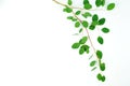 Green eucalyptus branches on a white background Royalty Free Stock Photo