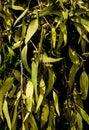 Green eucalyptus gum tree leaves ideal as background