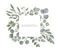 Green eucalyptus leaves and foliage square frame. Watercolor greenery border, floral botanical invitation on white background Royalty Free Stock Photo