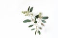 Green Eucalyptus populus branch with leaves and berries isolated on white table background. Floral composition. Modern