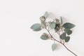 Green Eucalyptus populus leaves and branches isolated on white background. Decorative floral composition. Natural styled