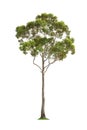 Green eucalyptus tree Royalty Free Stock Photo