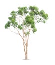 Green eucalyptus tree Royalty Free Stock Photo