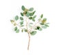 Green eucalyptus tree from branches and leaves with fruits in the form of berries on white background. flat lay, top Royalty Free Stock Photo