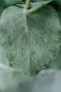 Green Eucalyptus with water Drops Royalty Free Stock Photo