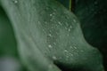 Green Eucalyptus with water Drops Royalty Free Stock Photo