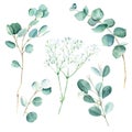 Green eucalyptus and white gypsophila branches. Silver dollar, true blue and seeded eucalyptus. Botanical illustration