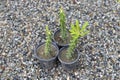 Green euphorbia cactus growing in small pots in plant nursery