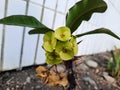 green euphorbia flowers, prickly and leafy stems