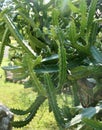 Green Euphorbia Lactea Cactus or Mottled Spurge Royalty Free Stock Photo