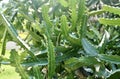 Green Euphorbia Lactea Cactus or Mottled Spurge Royalty Free Stock Photo