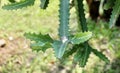 Green Euphorbia Lactea Cactus or Mottled Spurge Royalty Free Stock Photo