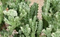 Green Euphorbia Lactea Cactus or Mottled Spurge Royalty Free Stock Photo