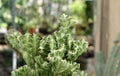 Green Euphorbia Lactea Cactus or Mottled Spurge Royalty Free Stock Photo