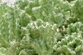 Green Euphorbia Lactea Cactus or Mottled Spurge Royalty Free Stock Photo