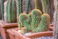 Green Euphorbia obesa f.cristata cactus on the defocused background