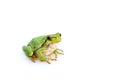 Green european common frog