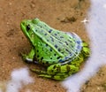 Green European frog