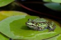 Green european frog on water lily leaf