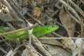 Green European lizard Lacerta viridis