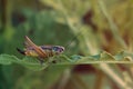 Colorful cricket sitting on green leaf