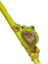 Green European Tree frog frontal diagonal