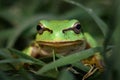 Green European tree frog, Hyla orientalis