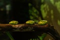 Green European tree frogs on the tree Royalty Free Stock Photo