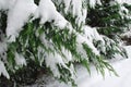 Evergreen Branches Covered in Snow