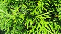 Green evergreen cypress