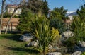 Green Evergreen Foliage of New Zealand Flax Phormium tenax with exotic evergreen plants on Olympic Embankment in Sirius