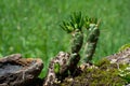 Green Eves Needle cactus closeup in HuascarÃÂ¡n National Park Royalty Free Stock Photo