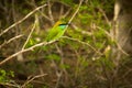 Green exotic bird