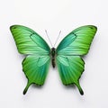 Green exotic butterfly