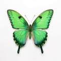 Green exotic butterfly