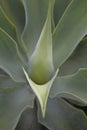 Green exotic cactus plant in closeup creating an interesting background