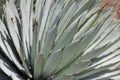 Green exotic cactus plant in closeup creating an interesting background