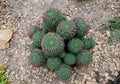 Green exotic cactus plant with pink flowers buds in the garden Royalty Free Stock Photo