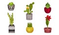 Green Exotic House Plants Growing in Ceramic Pots Vector Set