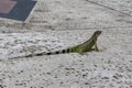 Green exotic iguana on asphalt road, wild reptilian, tropical animal.