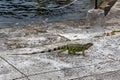 Green exotic iguana on asphalt road, wild reptilian, tropical animal.