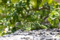 Green exotic iguana among green foliage, wild reptilian, tropical animal.